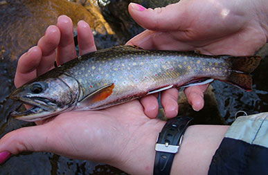 Brook trout by Dave Kazyak