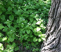 Garlic mustard, photo by Wikimedia Commons