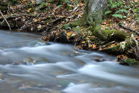 Scenic View of Monroe Run. Photo by: Dave Kazyak.