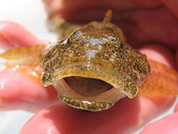 A sculpin's wide gape. Photo by: Kerry Wixted.