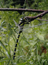 Tiger spiketail, photo by Dan Feller