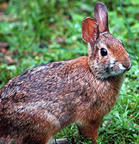 Appalachian cottontail, photo by Wikimedia Commons