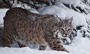 SS_Bobcat.jpg Bobcat, photo by Wikimedia Commons 