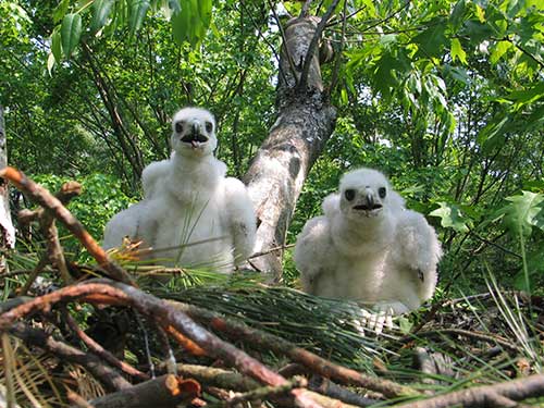 Northern groshawk chicks