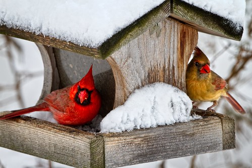 NorthernCardinals_RonaldLutz.png