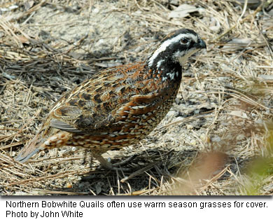 Northern Bobwhite Quails often use warm season grasses for cover. Photo by John White