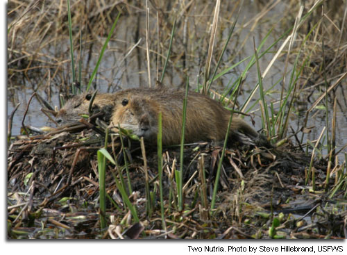 Nutria_SteveHillebrand-USFWS.jpg