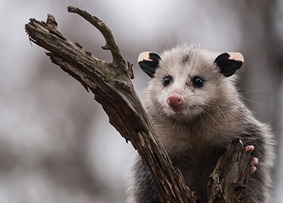 Opposum, photo by Rick Dove