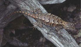 Eastern Fence Lizard Photo by REWiegand