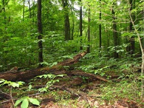 Forest on Parkers Creek WMA