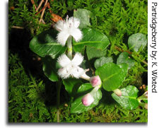 Partridgeberry, Photo by K Wixted