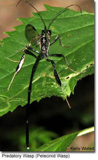 Predatory Wasp (Pelecinid Wasp) photo by Kerry Wixted