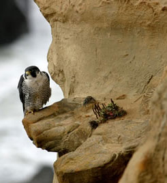 PeregrineFalcon_DavidLedig_USFWS.jpg