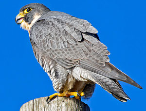 PeregrineFalcon_USFWS.jpg