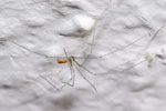 Cellar Spider Photo by Olaf Leillinger