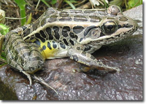 Photo of Pickerel Frog, courtesy of Scott A . Smith