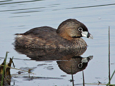 Pied-billed-Grebe-breeding.jpg