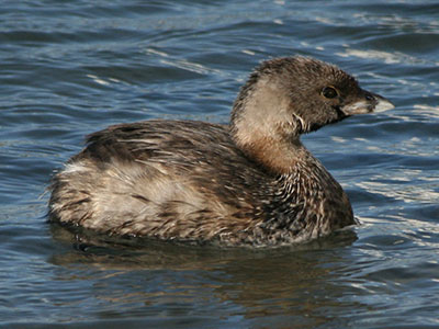 Pied-billed-Grebe-nonbreeding.jpg