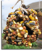 Pine Cone Feeder