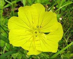 Evening Primrose,  photo courtesy of Kerry Wixted