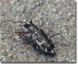 Photo of Puritan Tiger Beetle courtesy of Tom Schultz