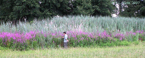 Photo of purple loosestrife by Kerrie Kyde