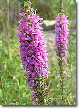 PurpleLoosestrife_BloomStalks_klkyde.jpg