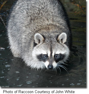 Raccoon, courtesy of John White