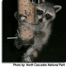 Racoon on the bird feeder.