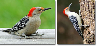 Red-belliedWoodpecker_Female_Male.jpg