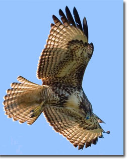 Red-tailedHawk_USFWS.jpg