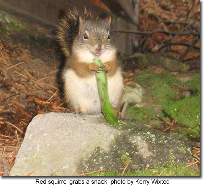 Red squirrel grabs a snack, photo by Kerry Wixted