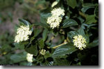 Photograph of Red osier dogwood, by Richard A. Howard Image Collection, courtesy of Smithsonian Institution, USDA-NRCS PLANTS Database