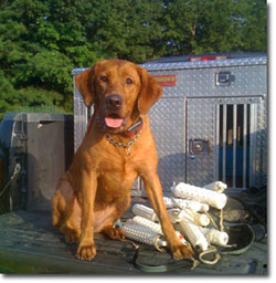 Dog sitting in the back of a truck.