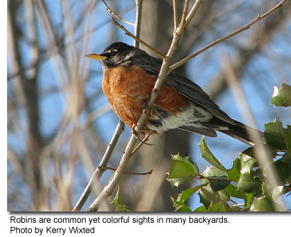 Robin sitting in tree, photo by Kerry Wixted