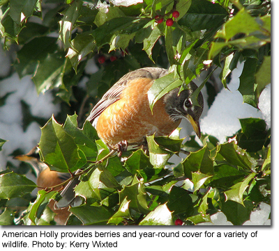 American Holly provides berries and year-round cover for a variety of wildlife. Photo by: Kerry Wixted