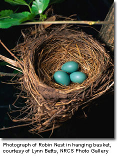 Robins-in-Nest_LynnBettsNRCS.jpg