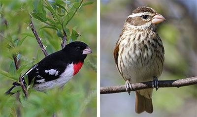 Rose-breastedGrosbeak_Male-Female.jpg