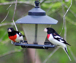 Rose-breastedGrosbeaks_WaldoJaquithWikimedia.jpg