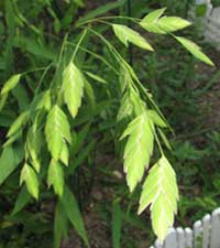 Sea Oats, photo courtesy of Kerry Wixted