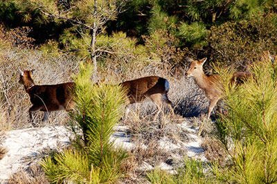 Sika deer by Michael Ostendorp Flickr CC BY-NC 2.0