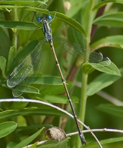 Male slender spreadwing, photo by Richard Orr