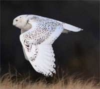 Photo of Snowy Owl, courtesy of Middleton Evans