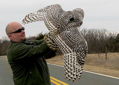 Female snowy owl fitted with a GPS transmitter for Project SNOWstorm 