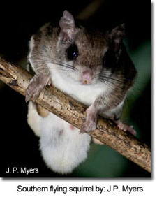 SouthernFlyingSquirrel_JPMyers.jpg