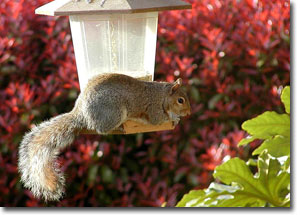 Squirrell Bird Feeder Courtesy of GustavoG-flickr