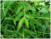 Stiltgrass_Leaves.jpg