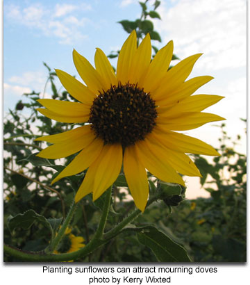 Sunflower photo by Kerry Wixted 