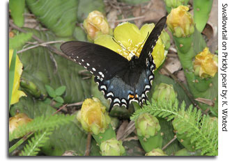 Swallow-tail on Prickly Pear Cactus, photo by K Wixted