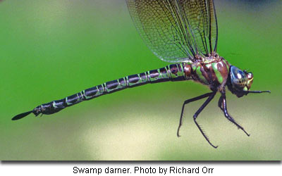 Swamp darner by Richard Orr